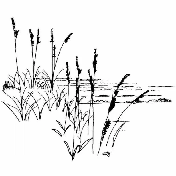 thumbnail for publication: Uniola paniculata Sea Oats